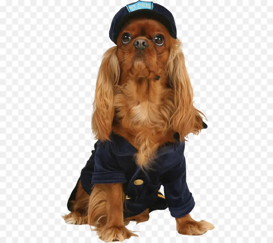 Perro Disfrazado，Mascota PNG