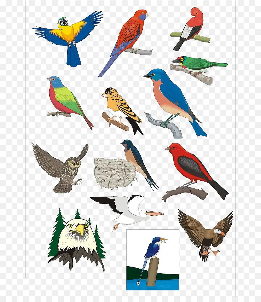 Aves，Varias Aves PNG