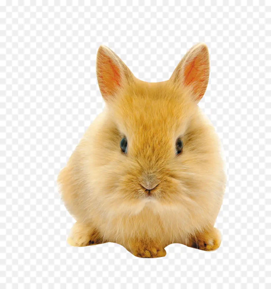 Conejito De Pascua，Holanda Conejo Enano PNG