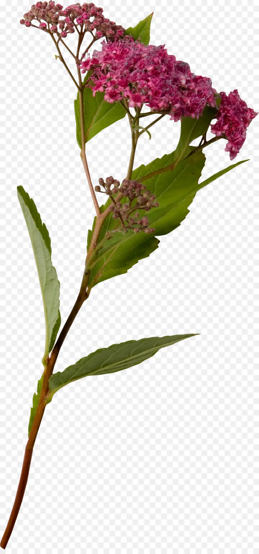 Tallo De La Flor，Hojas PNG