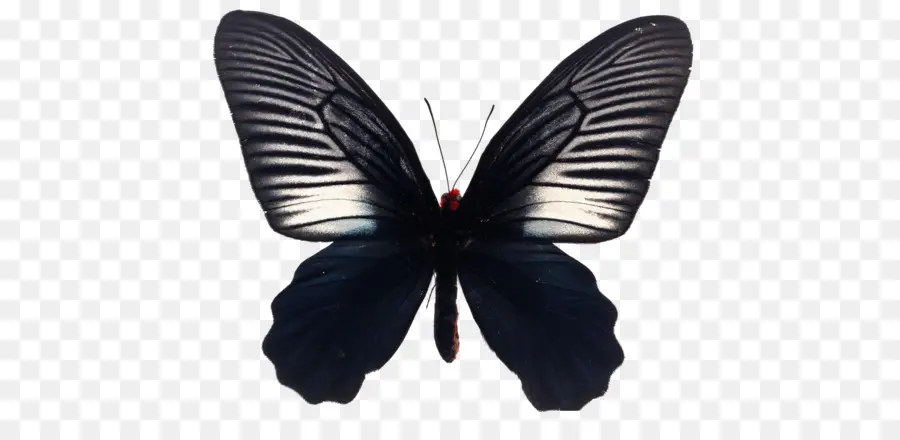 Mariposa，Una Fotografía De Stock PNG