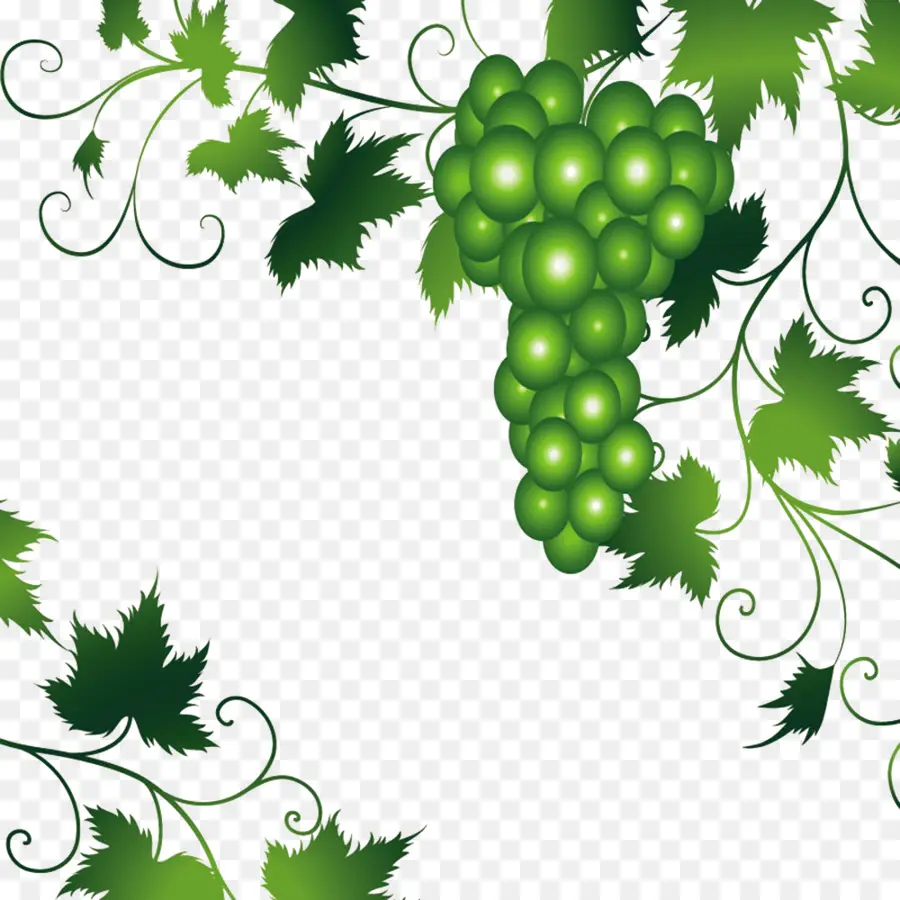 Uvas，Enredadera PNG