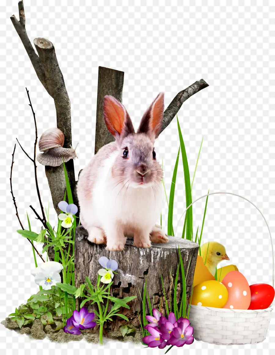 Conejo，Pascua PNG