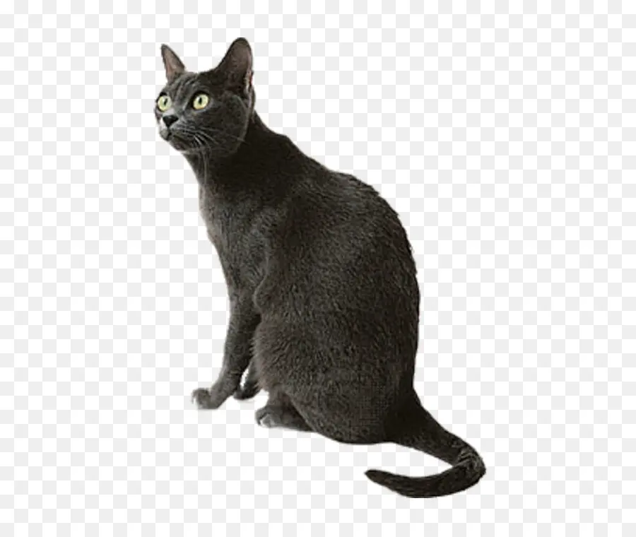 Gato Negro，Sesión PNG