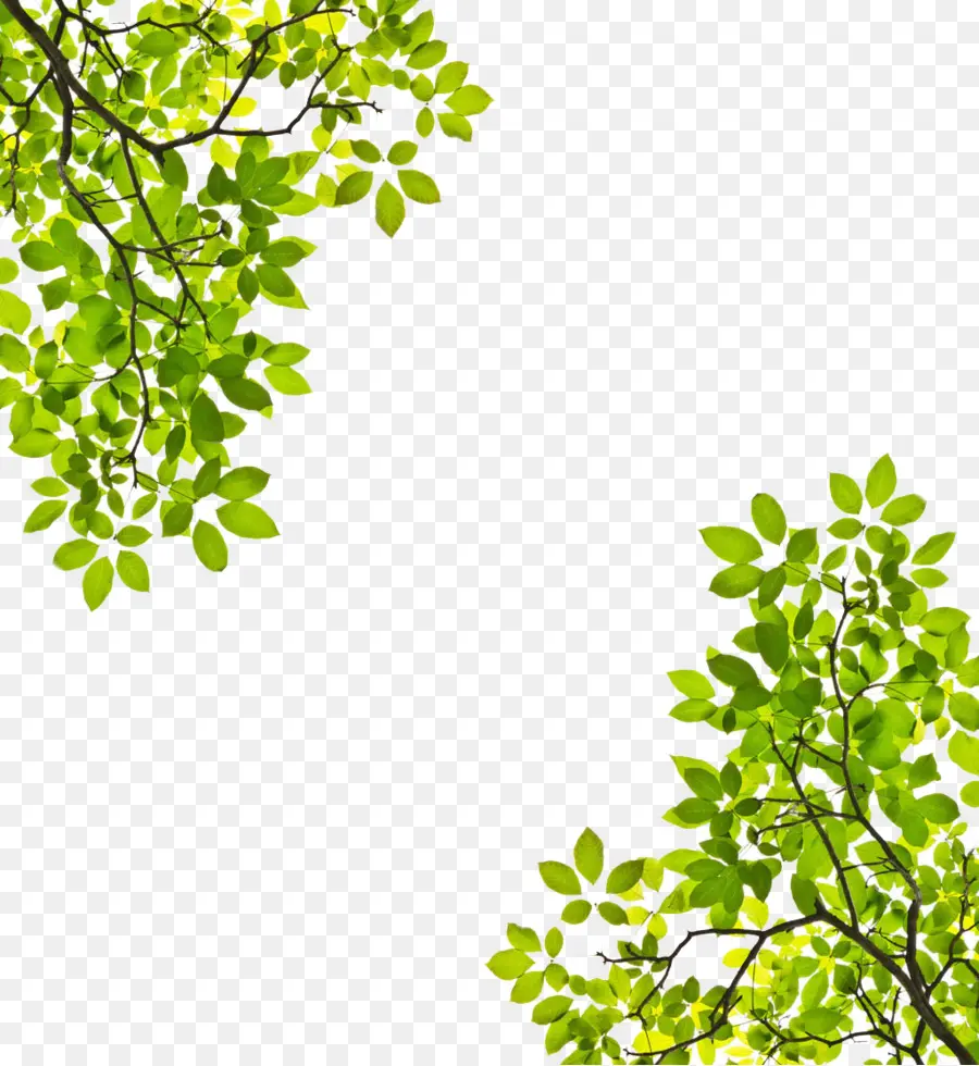 Tree，Branch PNG