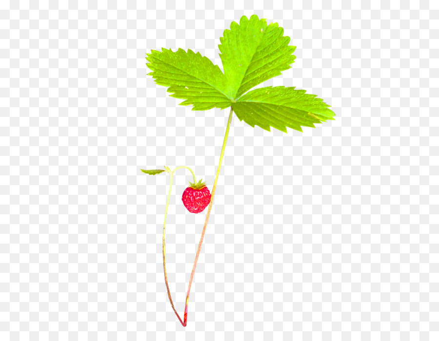 Planta De Fresa，Hojas PNG