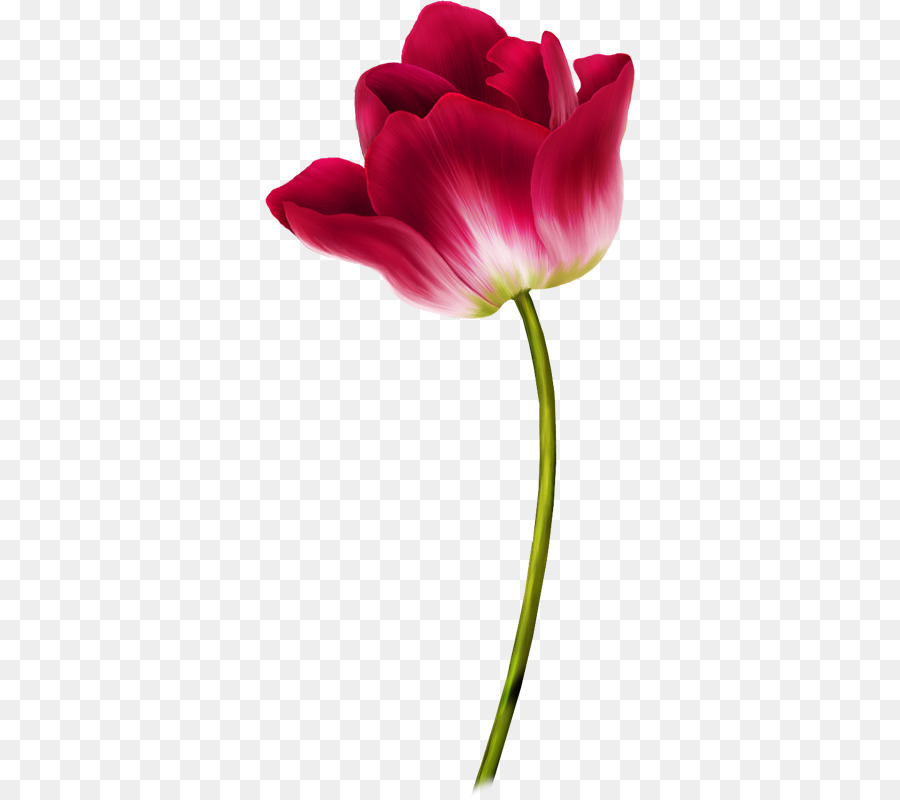 Tulip，Flor PNG