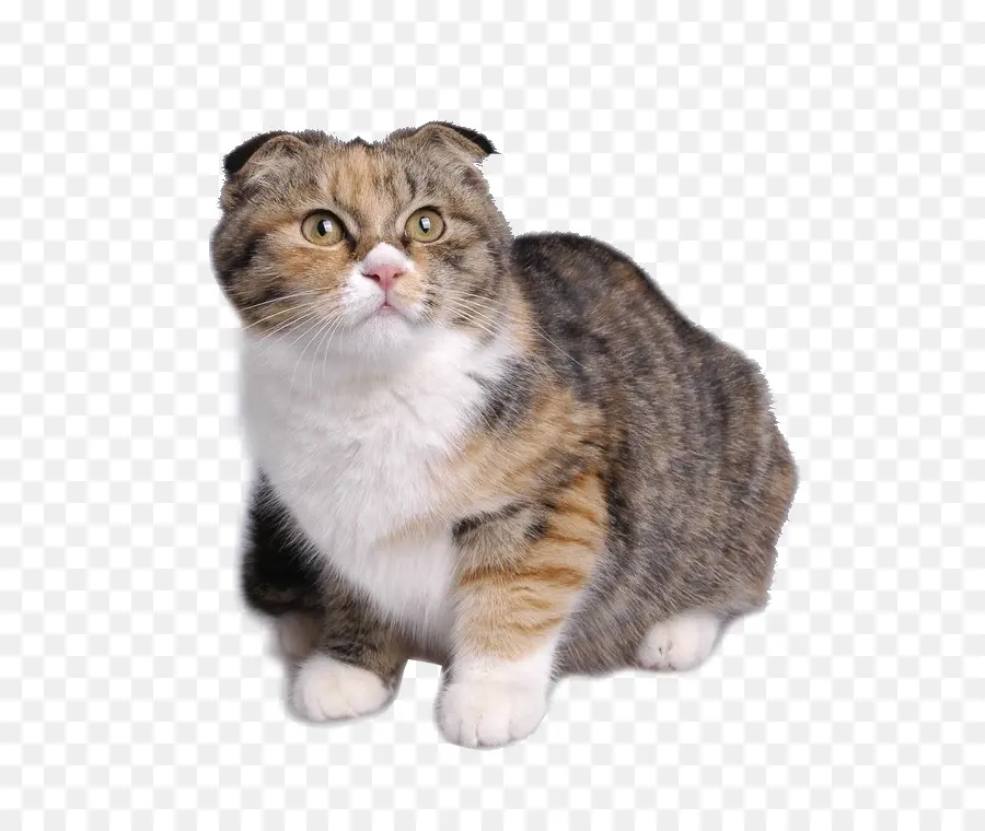 Europeo De Pelo Corto，Manx Cat PNG