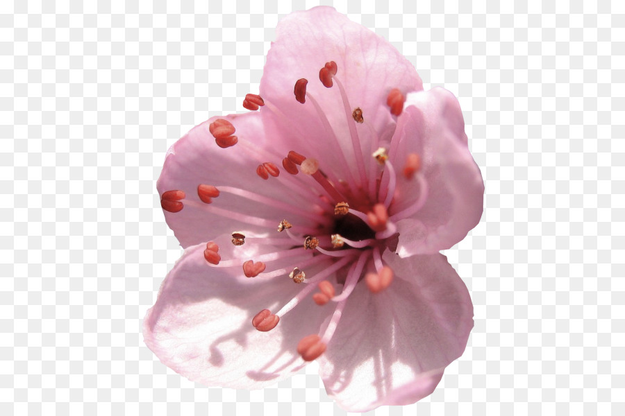 De Los Cerezos En Flor，Flor PNG