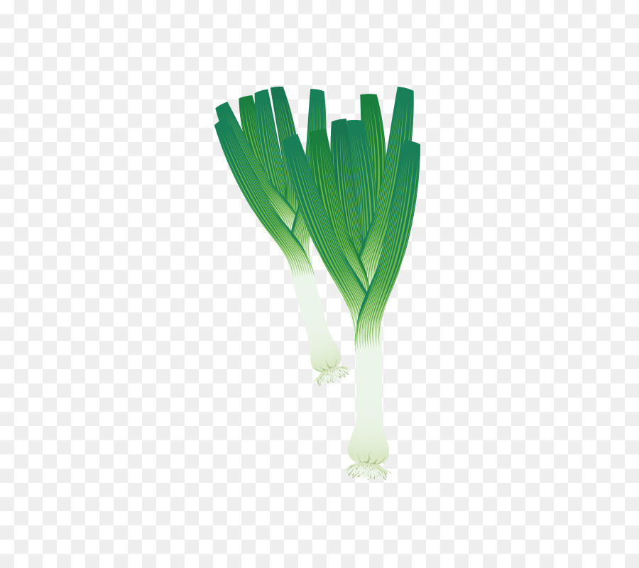 De Verduras Para Colorear Libro，La Chalota PNG