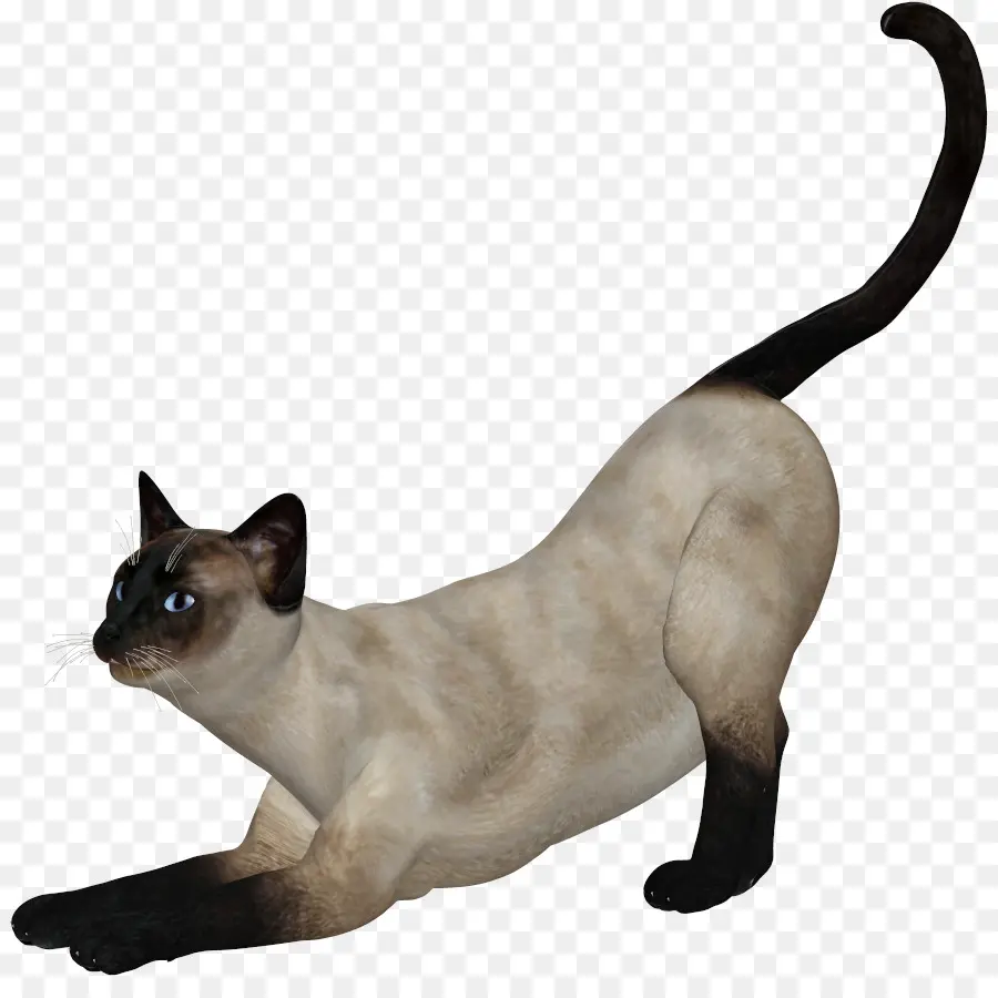 Gato Siamés，Tonkinese Gato PNG