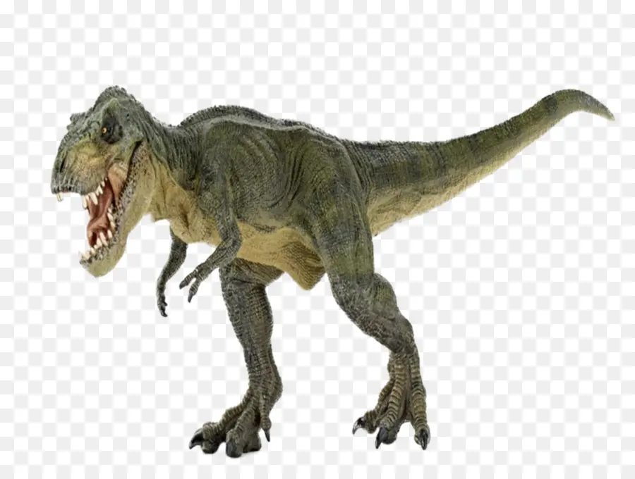 Gigantosauro，El Tyrannosaurus Rex PNG