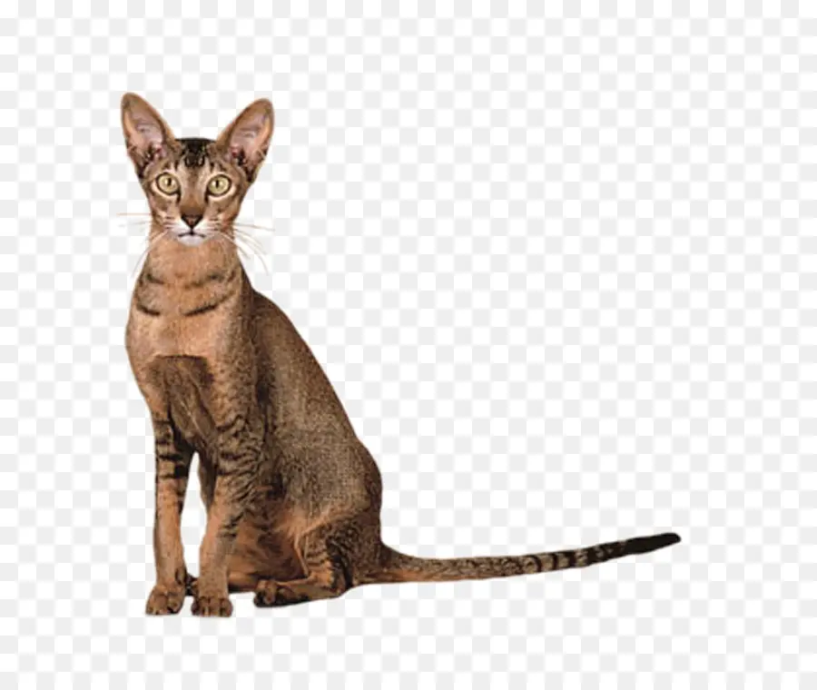 Corta Forma Oriental，Gato Siames PNG