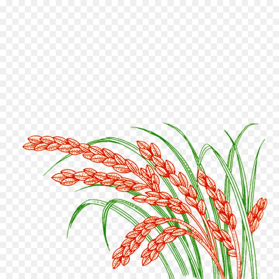 Campo De Arroz，Oryza Sativa PNG