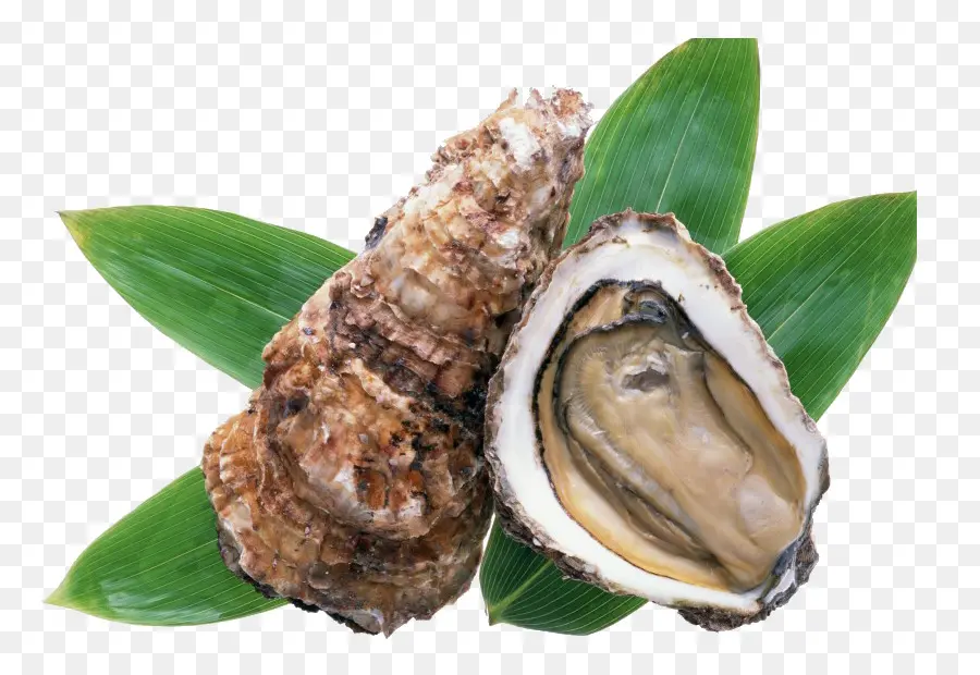 Ostra，Alimento PNG