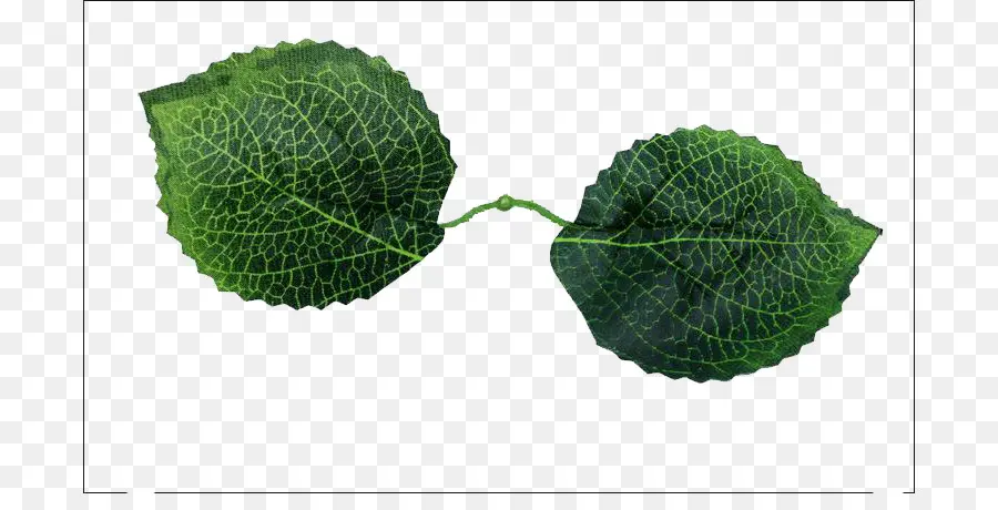 Hojas Verdes，Planta PNG