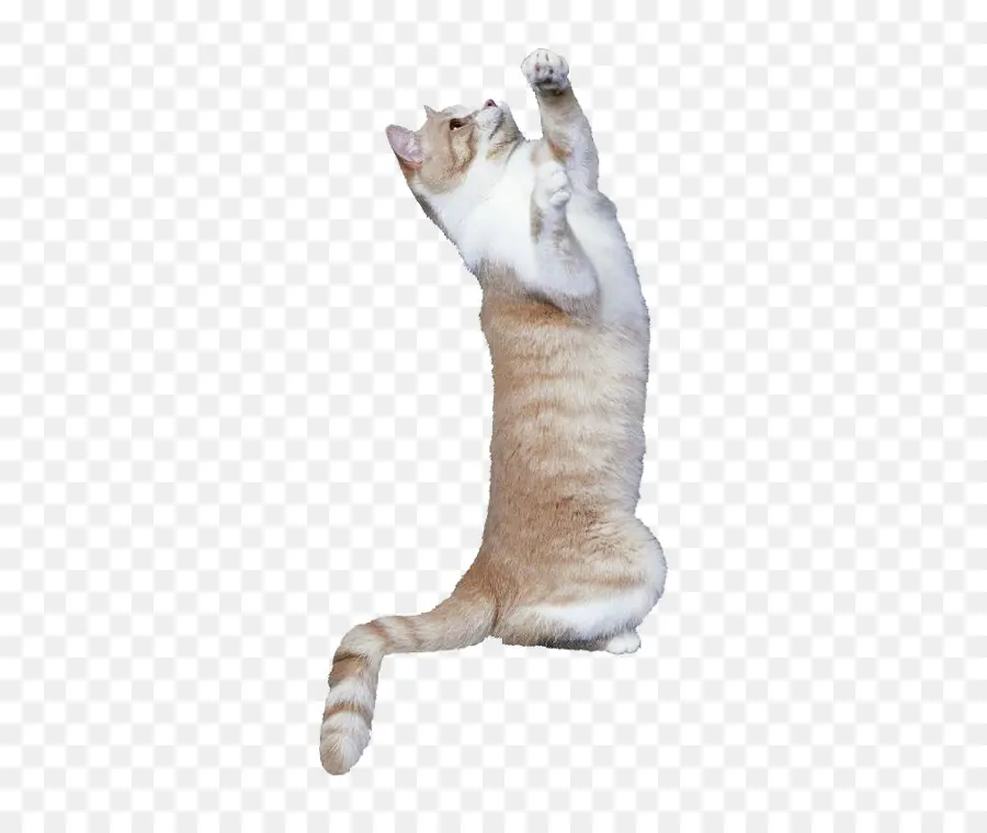 Gato De Pie，Gris PNG