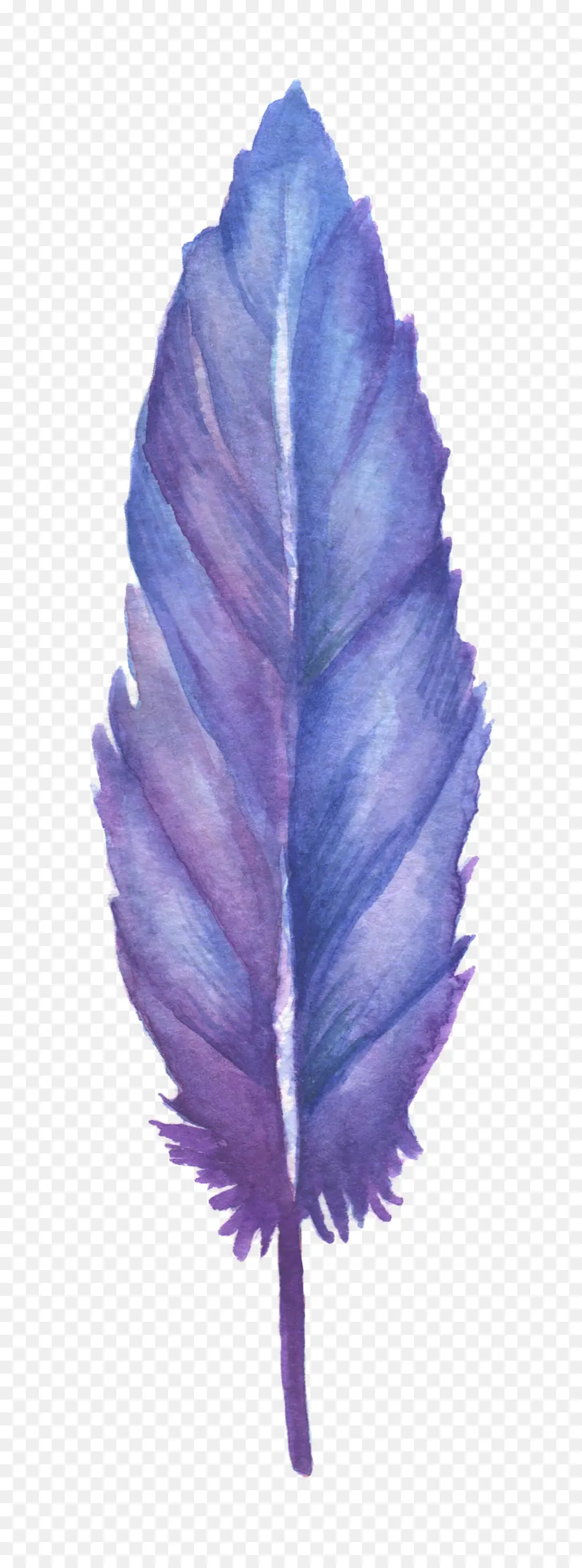 Pluma Morada，Pájaro PNG