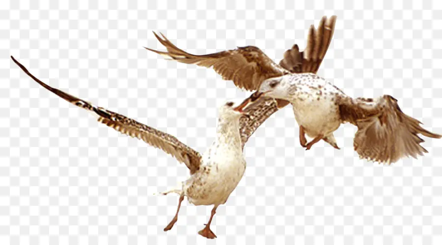 Gaviotas，Vuelo PNG