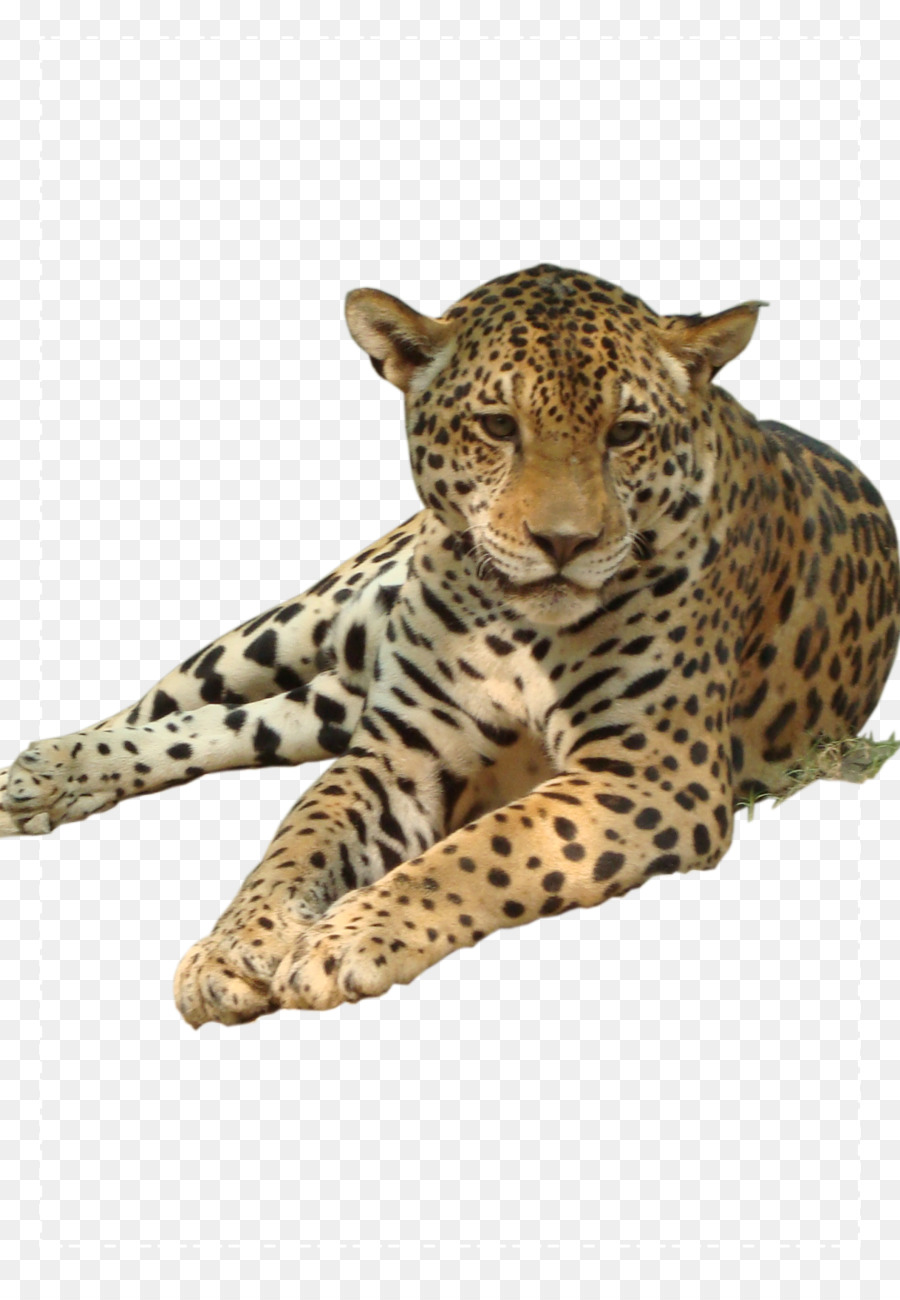 Leopardo，Felino De Gran Tamaño PNG