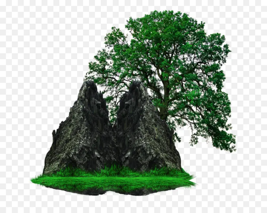 El Roble Blanco，árbol PNG