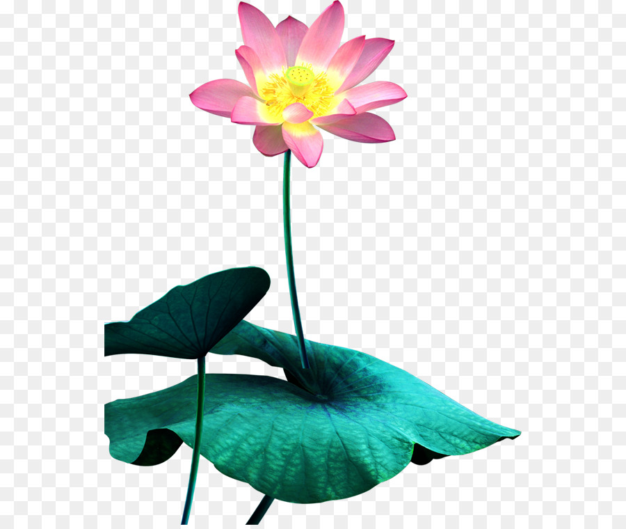 Nelumbo Nucifera，Descargar PNG