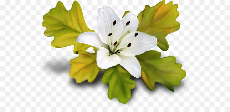 Lilium，Descargar PNG