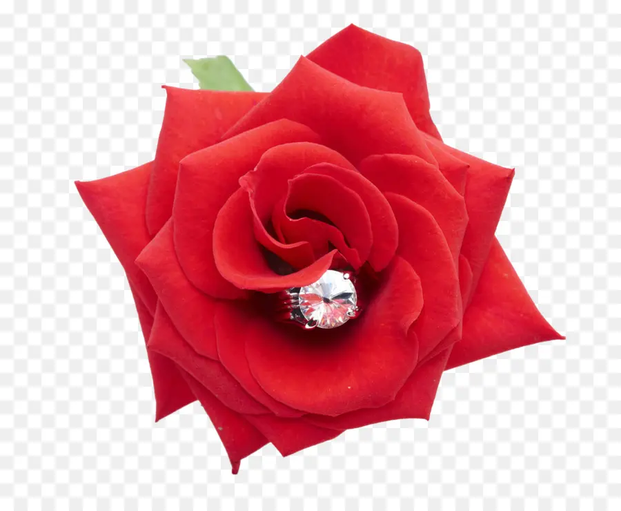 Rosa Roja，Floración PNG