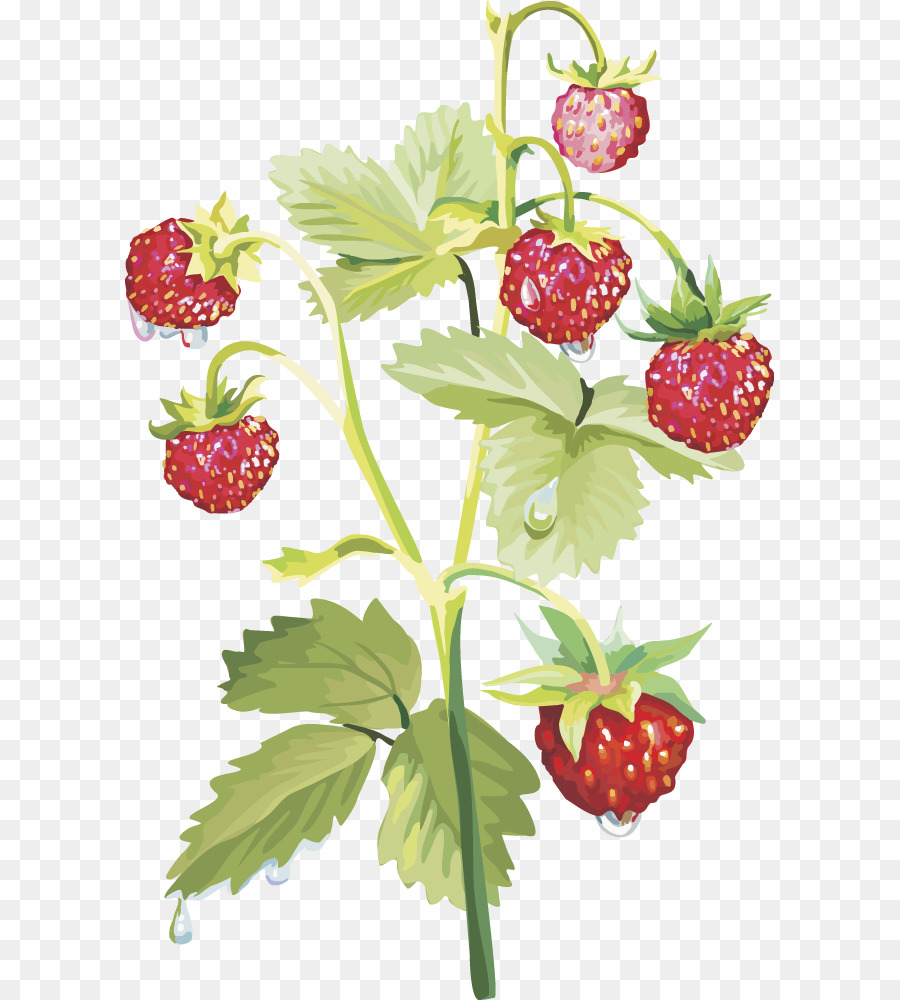 El Almizcle De Fresa，Berry PNG