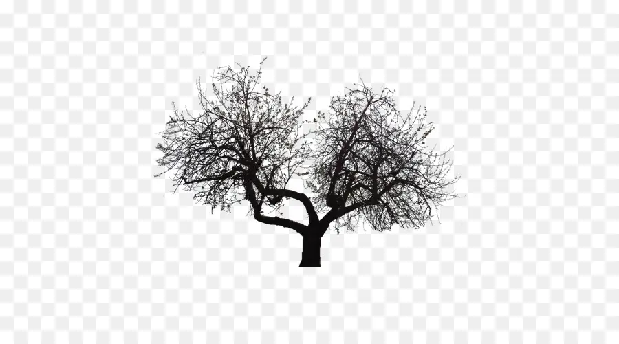 árbol，Ramita PNG