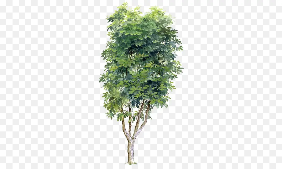 árbol Verde，Hojas PNG