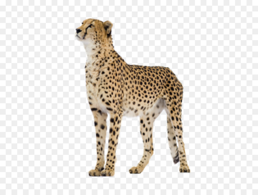 Cheetah，Felinae PNG