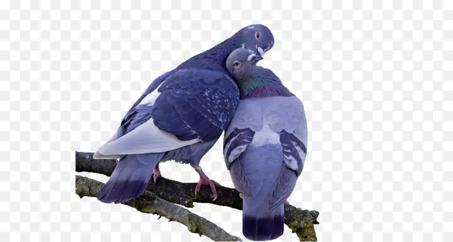 Palomas，Aves PNG