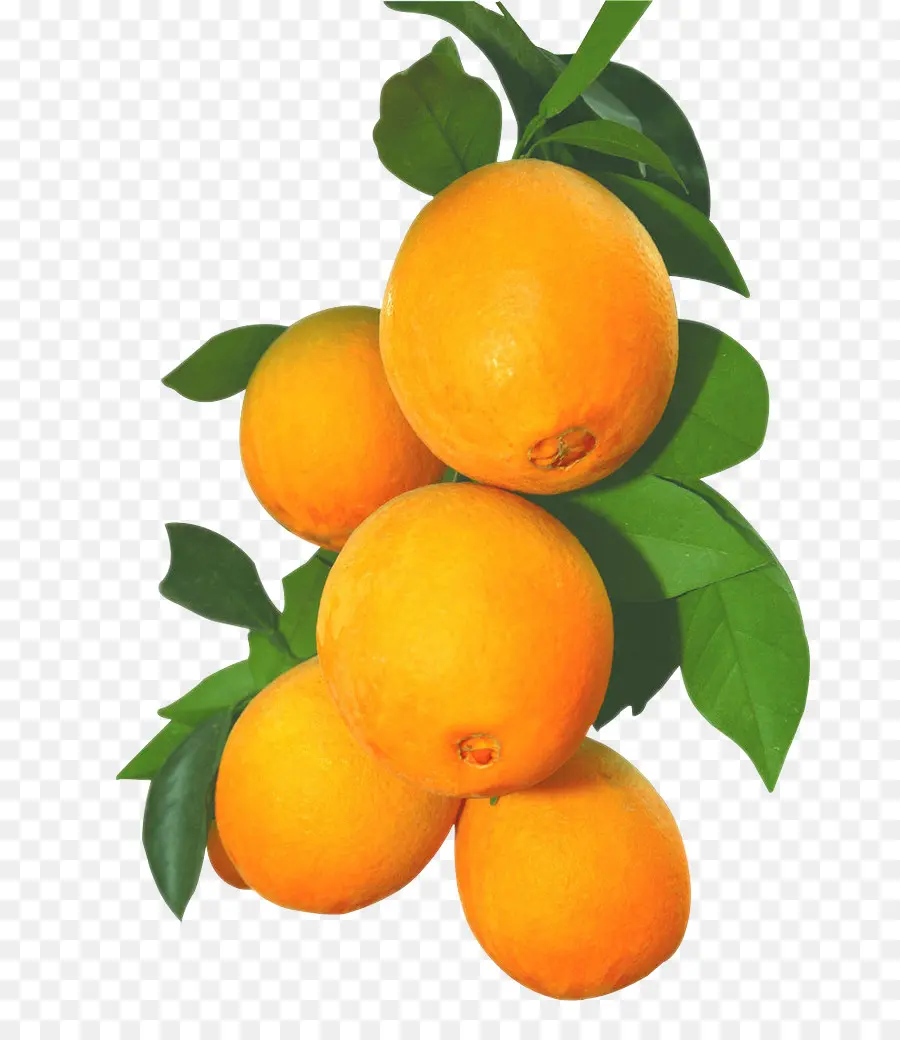 Jugo，Clementine PNG