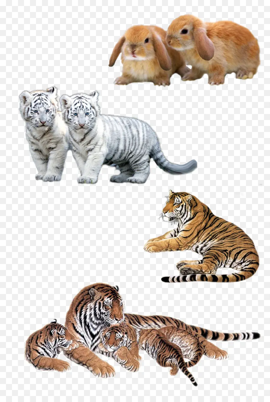 Felidae，Tigre Siberiano PNG