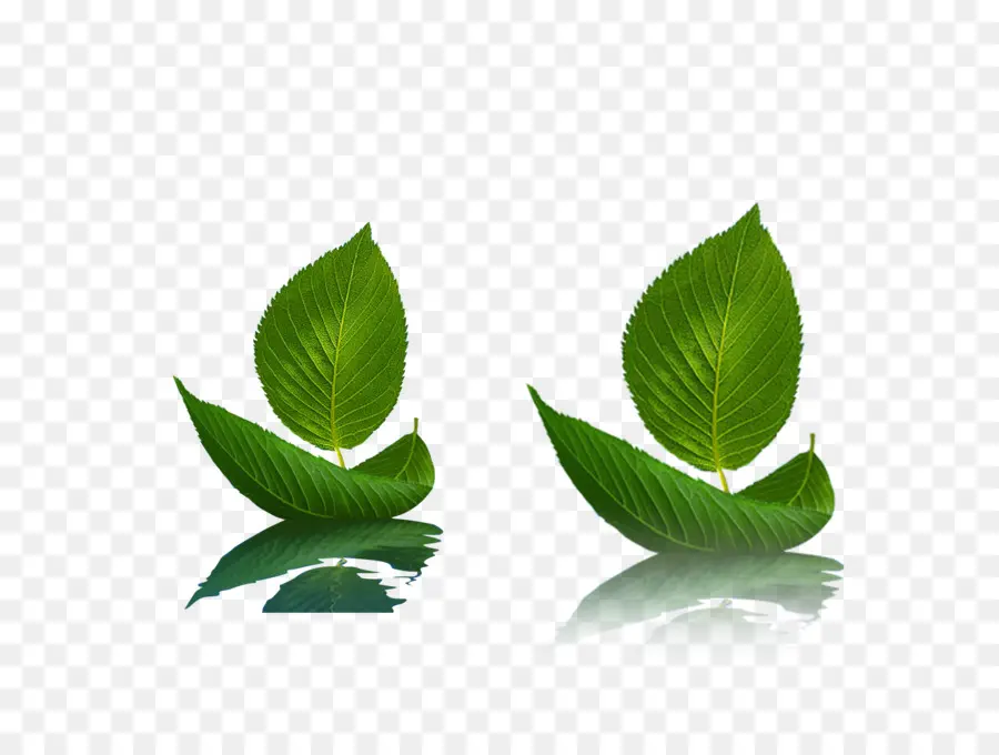 Hojas Verdes，Naturaleza PNG