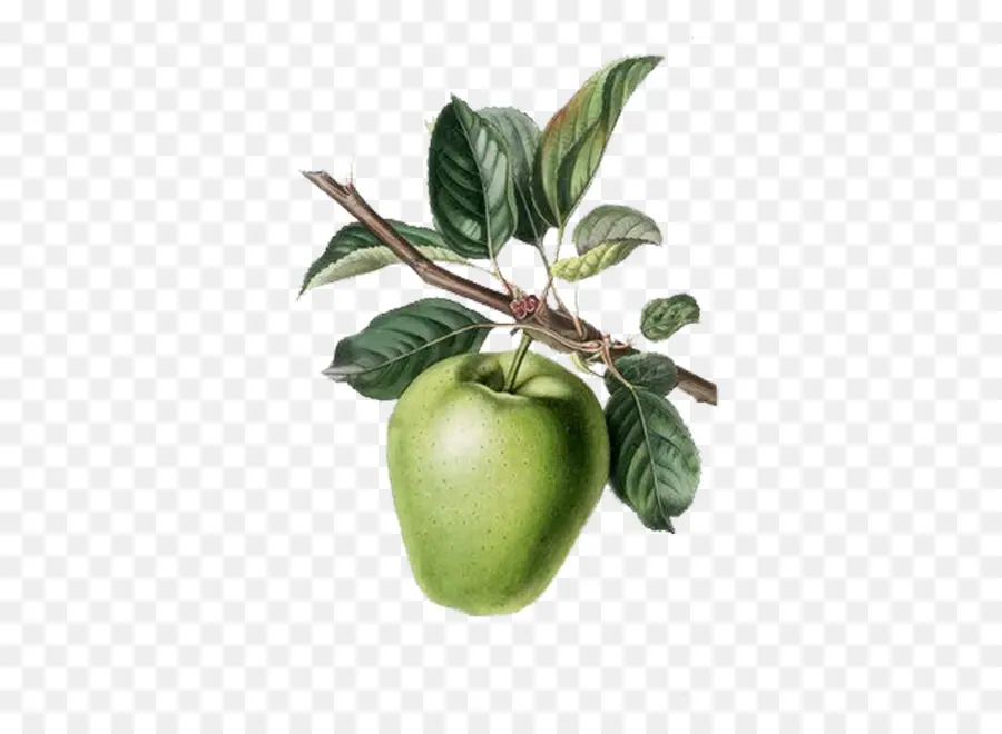 Apple，árbol De La Fruta PNG