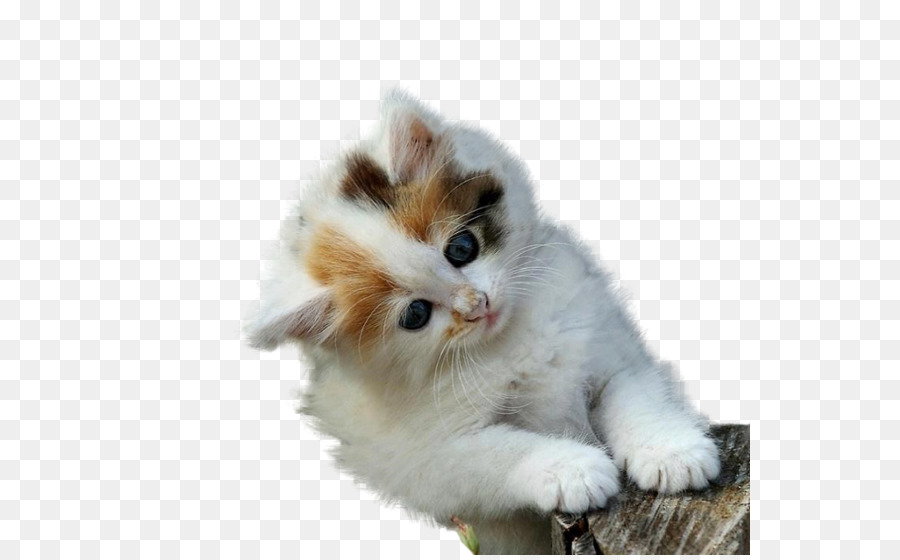 Maine Coon，Gatito PNG