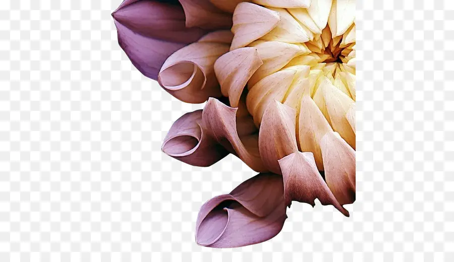 La Fotografía，Flor PNG