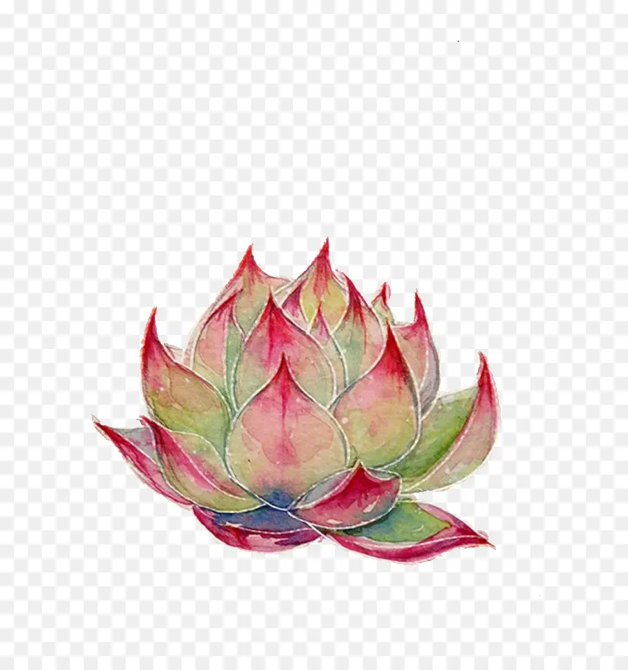 Nelumbo Nucifera，Pintura A La Acuarela PNG