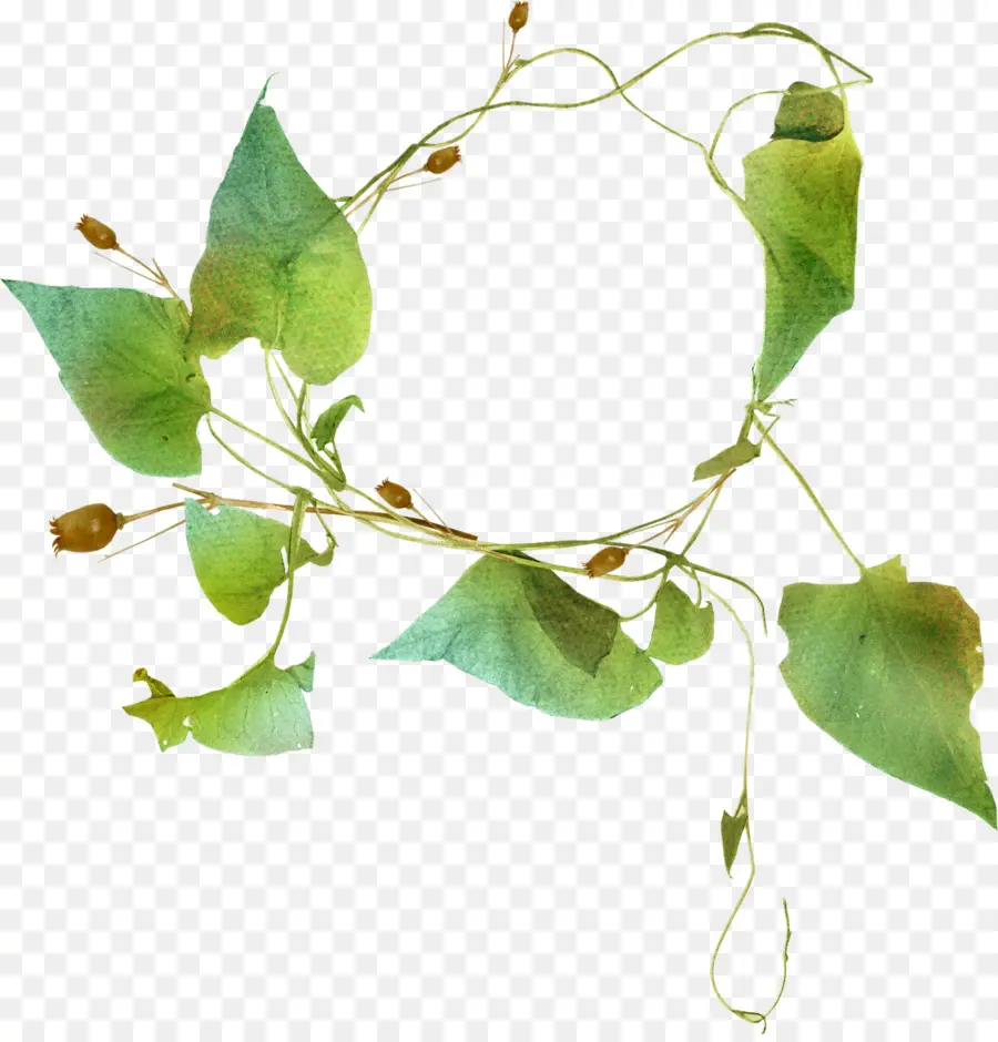 Descargar，Ipomoea Nil PNG