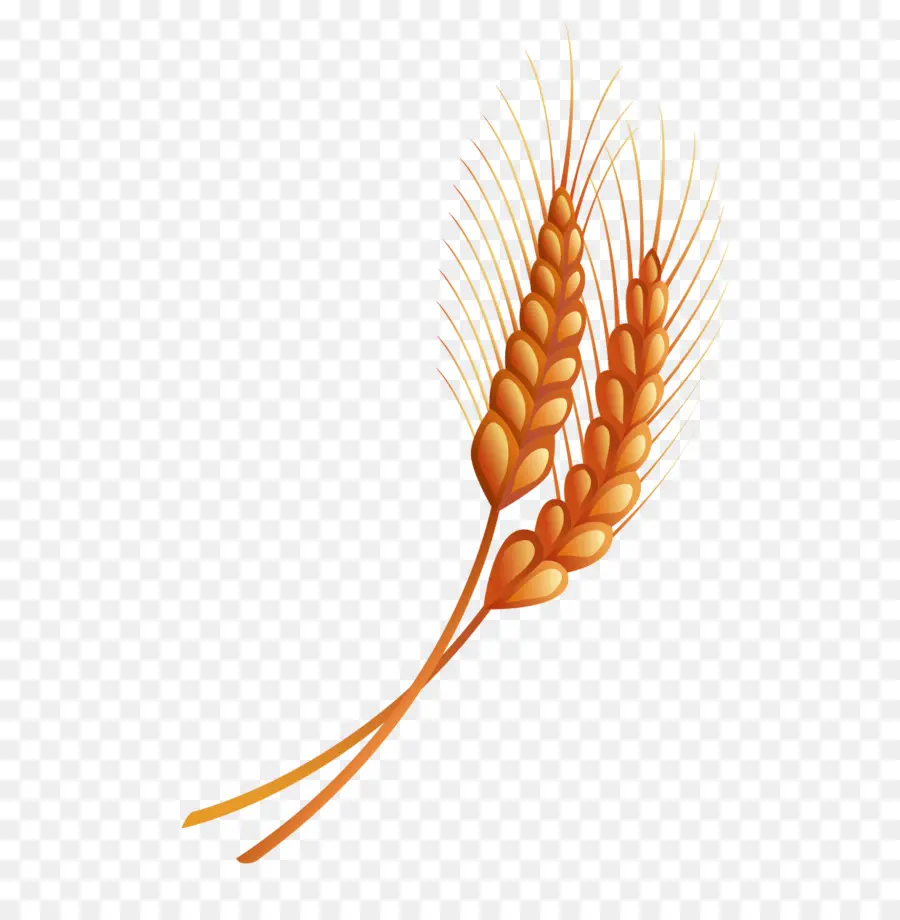 Trigo，Grano PNG