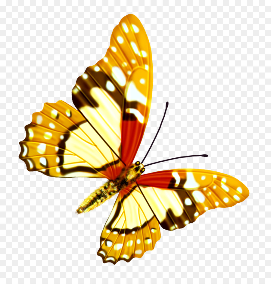 Mariposa，Recolección De Insectos PNG