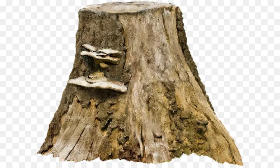 Tocón De árbol，árbol PNG