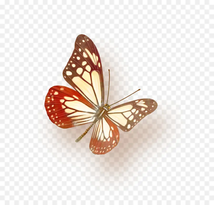 Mariposa，Color PNG