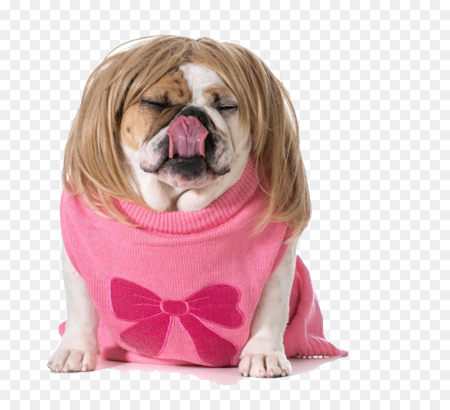 Bulldog，Cachorro PNG