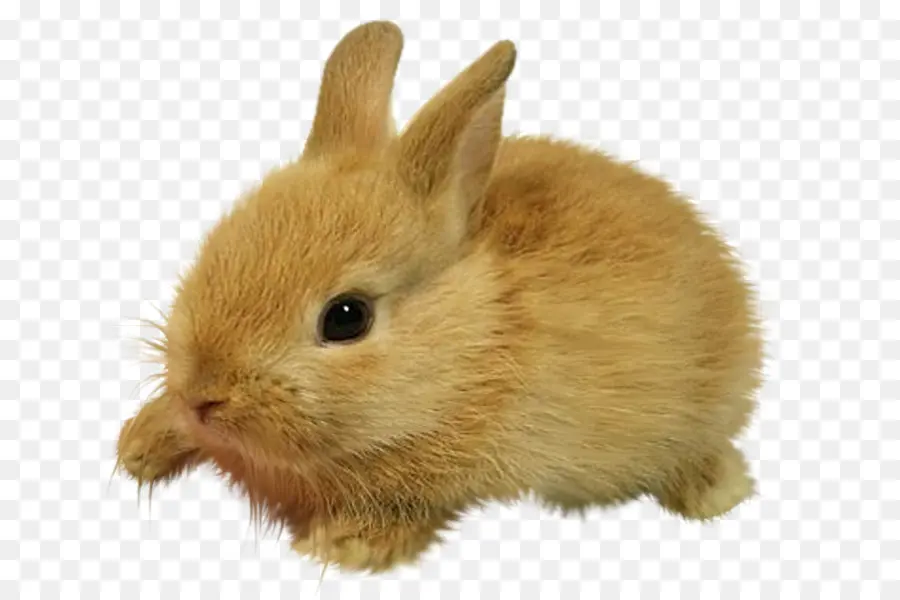 Lionhead Conejo，Nacionales De Conejo PNG