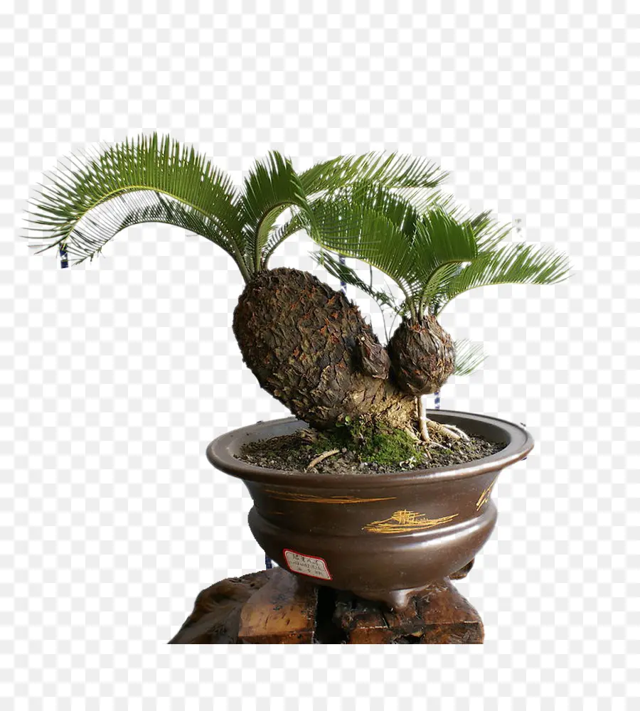 Árbol Bonsái，Olla PNG