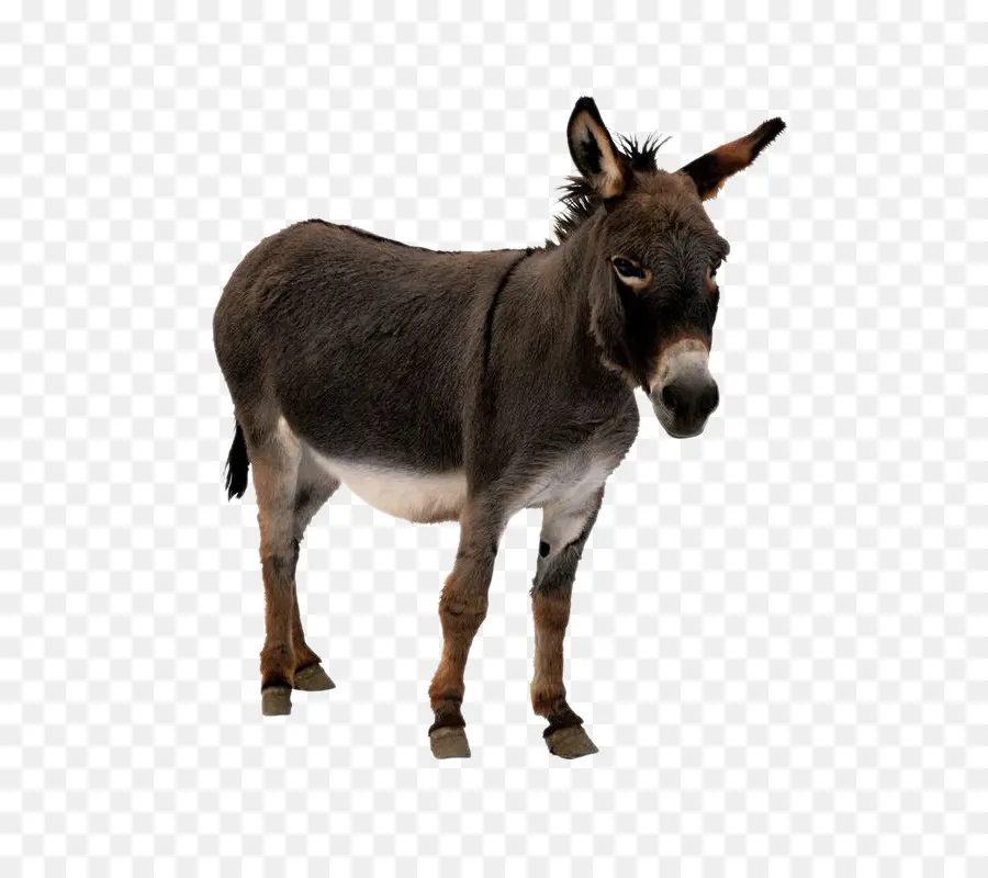 Burro Bebé，Burro PNG