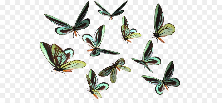 Mariposas Verdes，Alas PNG